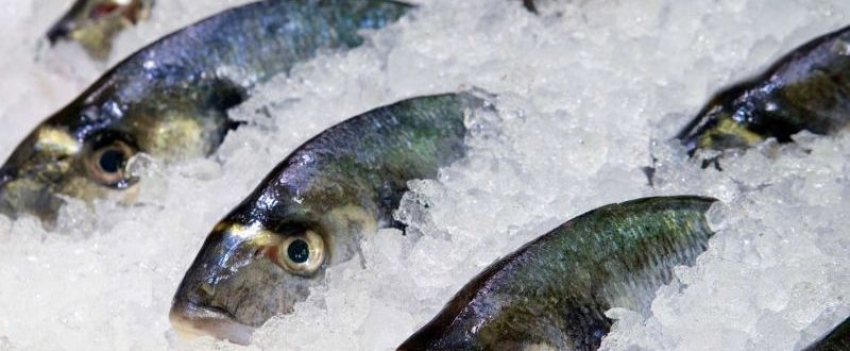 Какую рыбу использовать для суши: замороженную или охлажденную?